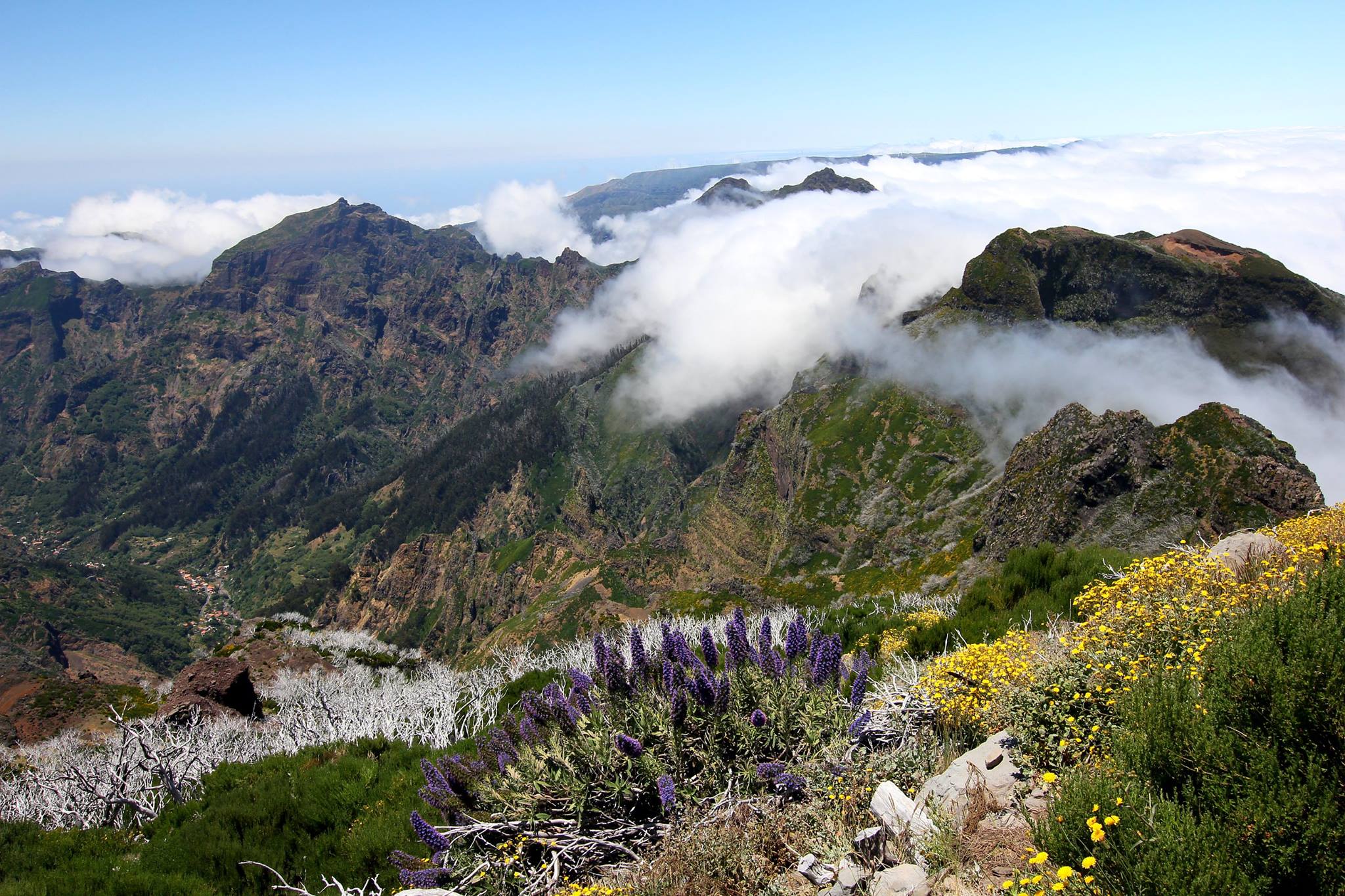 Mountain landscape with wildflowers in Ireland